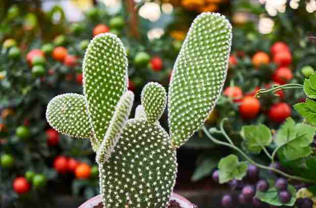 The pattern of auxin distribution-New branch in an old pathway auxin distribution