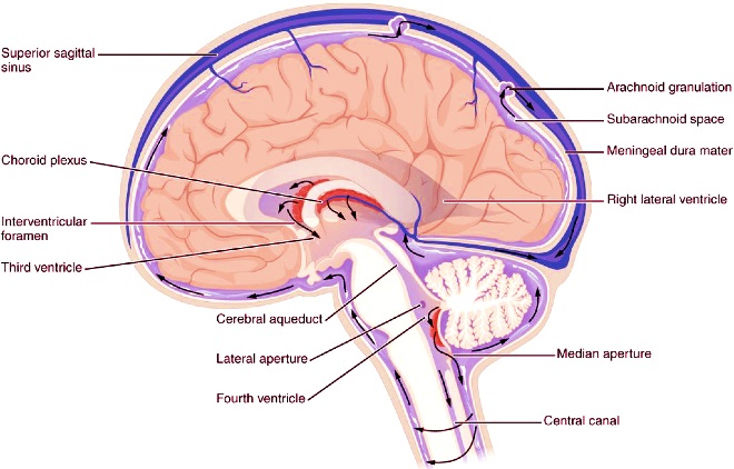 What is the function of cerebrospinal fluid (CSF)? cerebrospinal fluid
